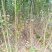 红富士苹果树苗，烟富8号，3公分苹果树。