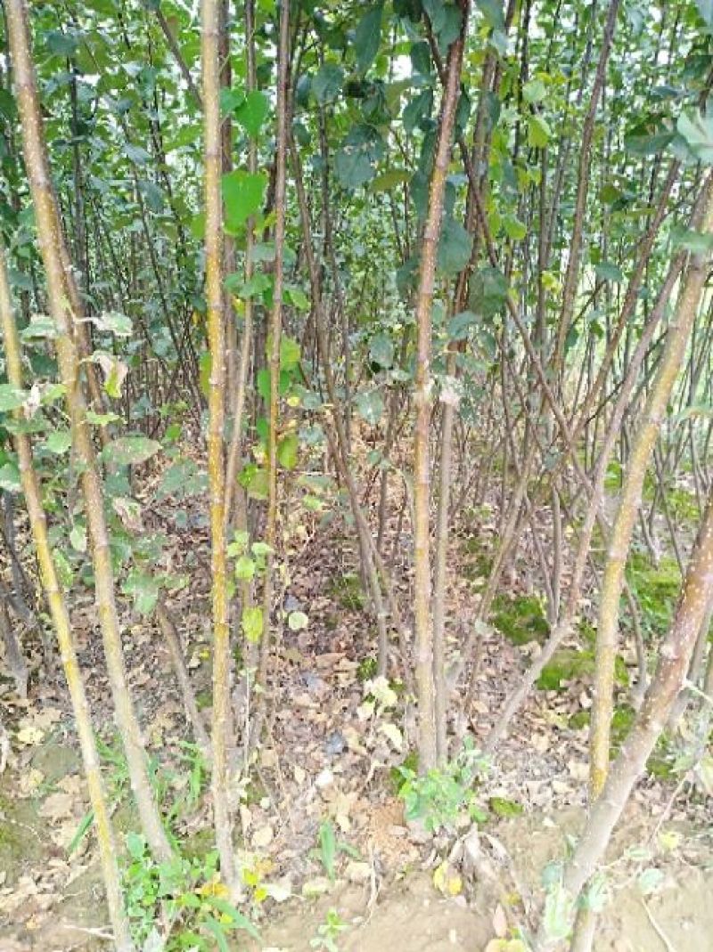 红富士苹果树苗，烟富8号，3公分苹果树。
