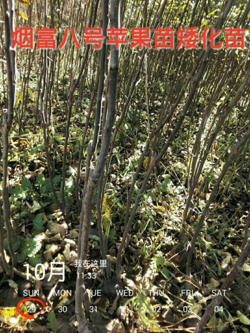 红富士苹果树苗，烟富8号，3公分苹果树。