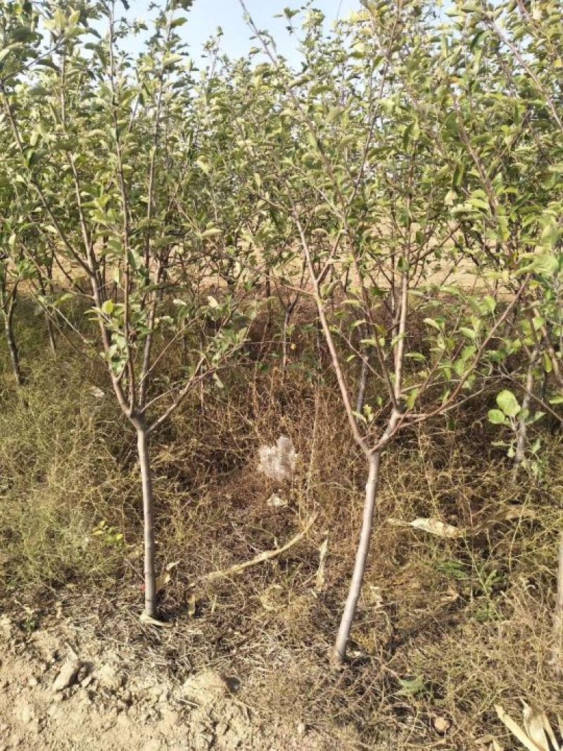 红富士苹果树苗，烟富8号，3公分苹果树。
