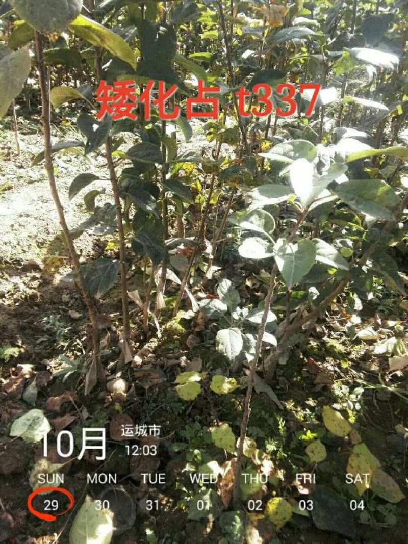 红富士苹果树苗，烟富8号，3公分苹果树。