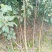 红富士苹果树苗，烟富8号，3公分苹果树。