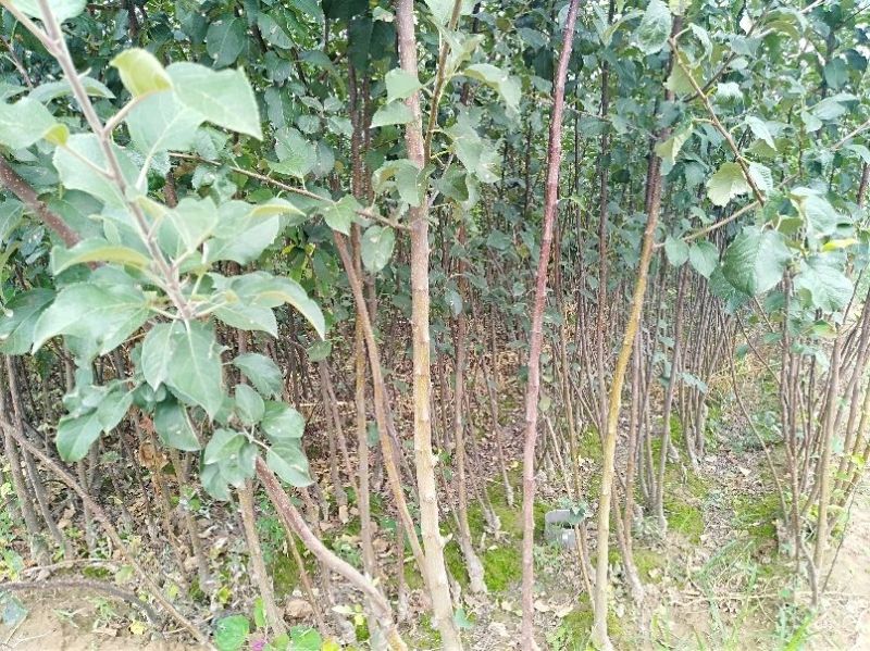 红富士苹果树苗，烟富8号，3公分苹果树。