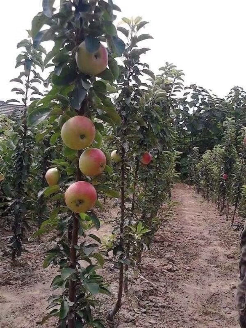 红富士苹果树苗，烟富8号，3公分苹果树。