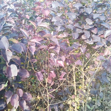 杜梨苗1cm以下50~80cm