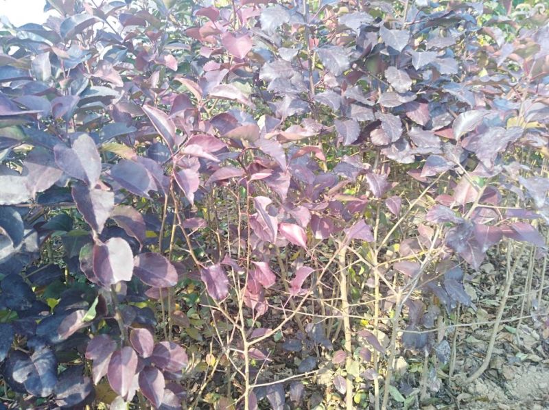 杜梨苗1cm以下50~80cm