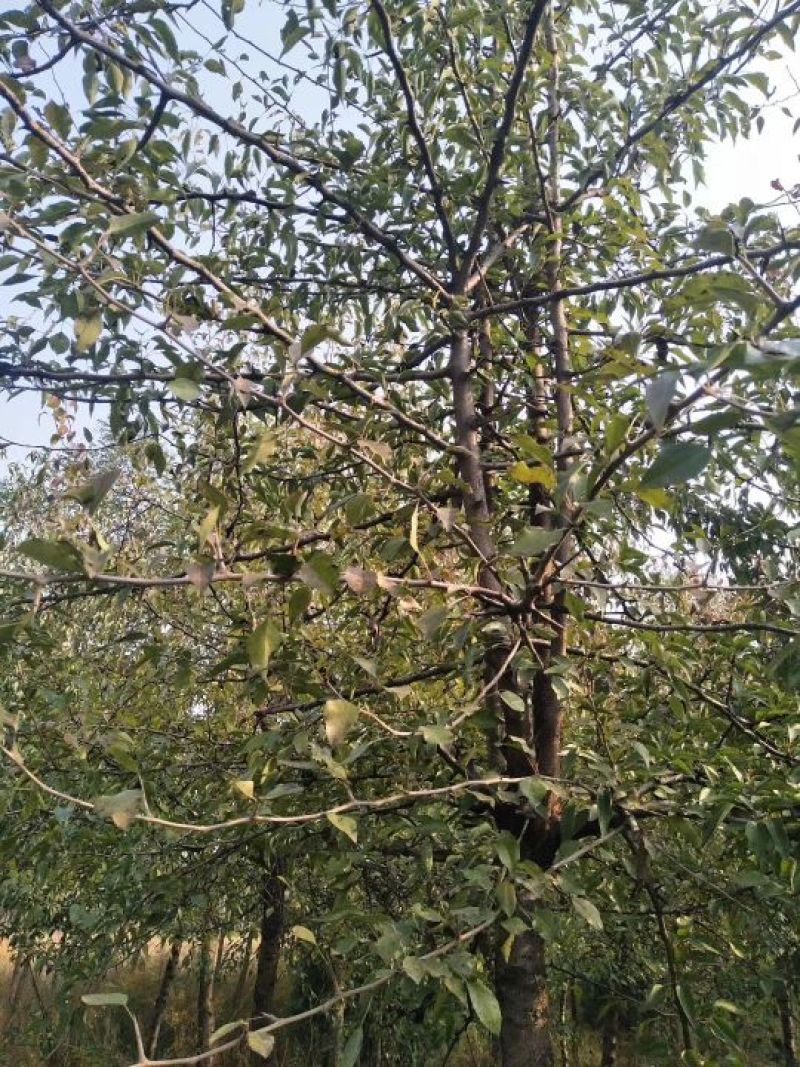 杜梨苗1cm以下50~80cm