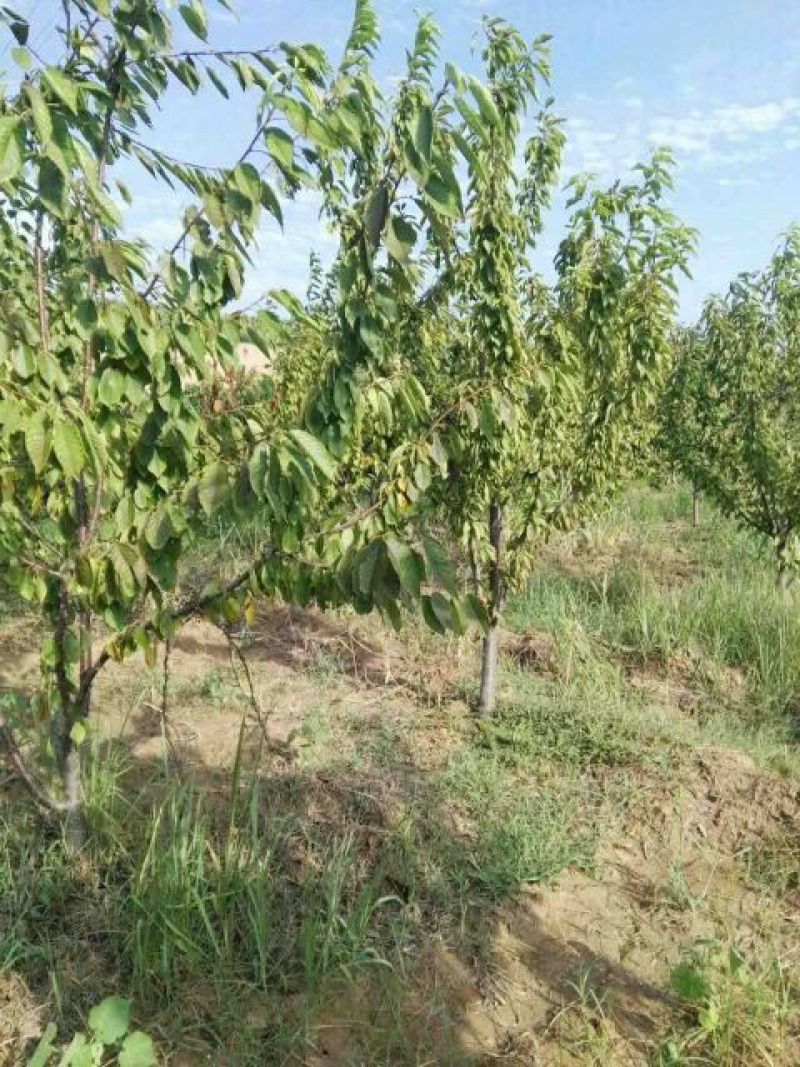 樱桃树，大果樱桃树，3公分樱桃树，5公分樱桃树