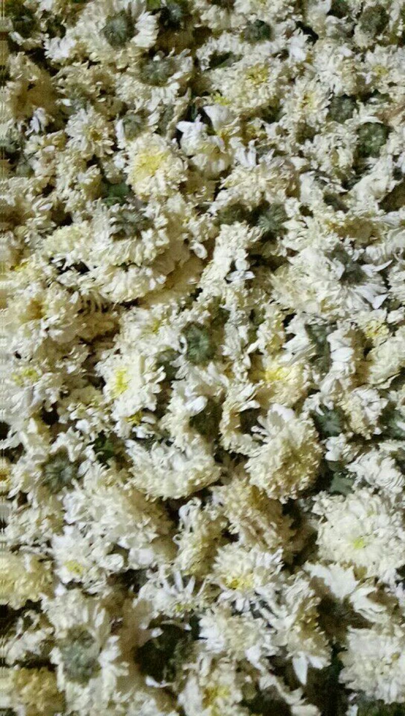 菊花苗