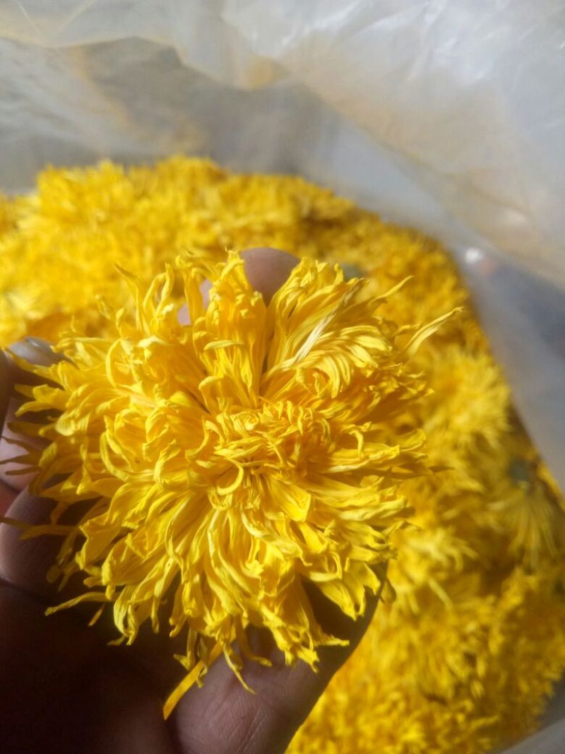 菊花苗