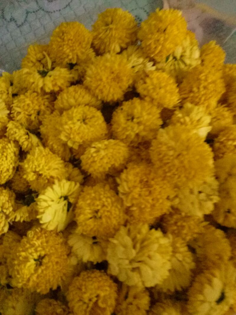 菊花苗