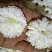 菊花苗