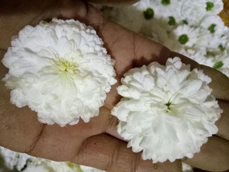 菊花苗