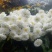 菊花苗