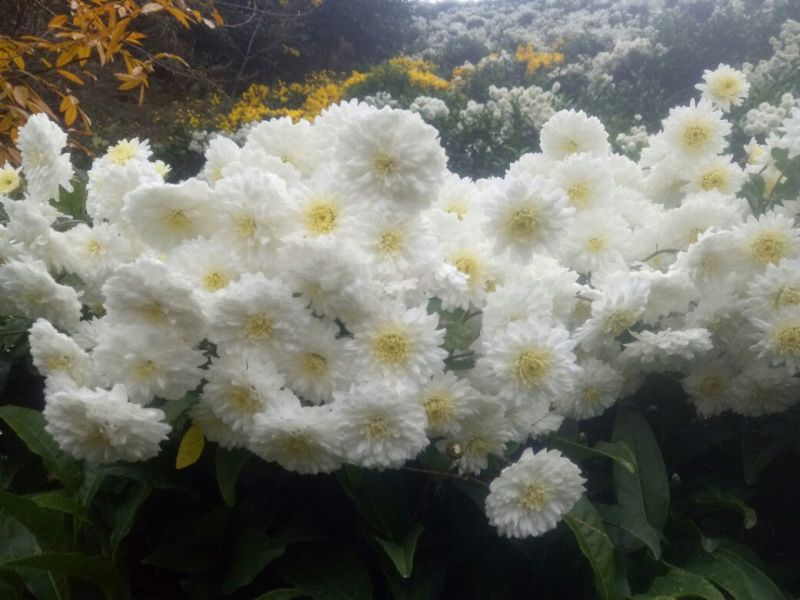 菊花苗