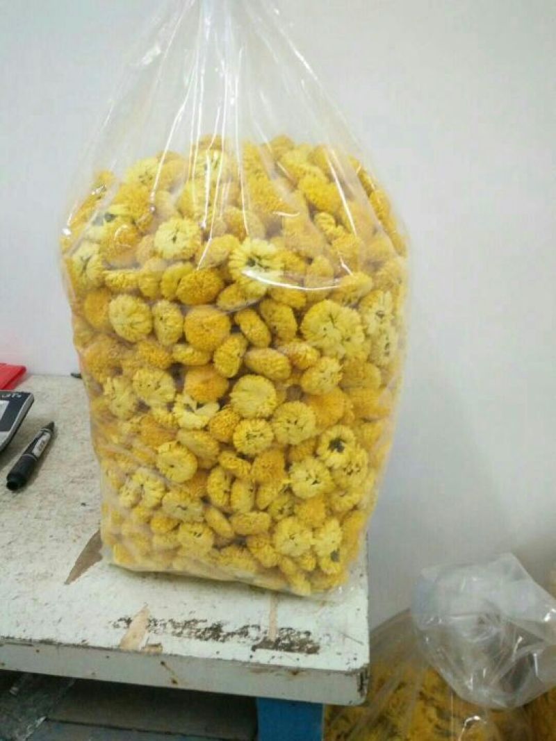菊花苗