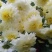 菊花苗