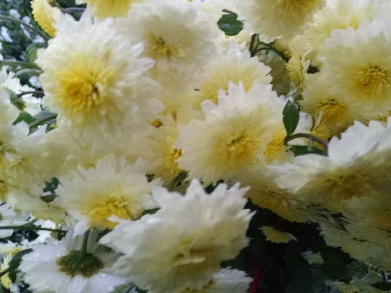 菊花苗
