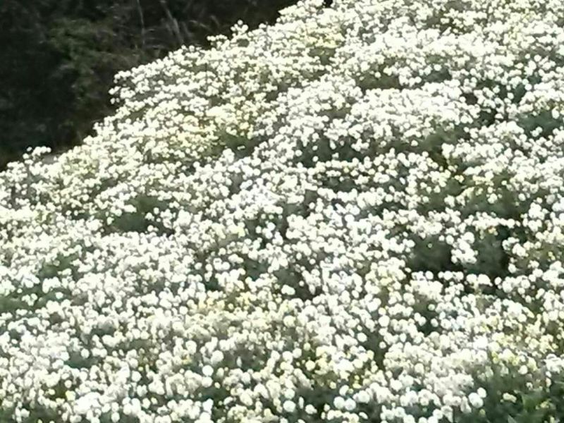 菊花苗
