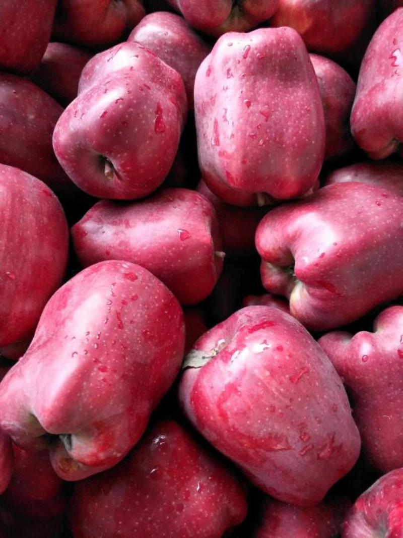 【产地直发】花牛苹果75mm以上光果大量有货全年供货