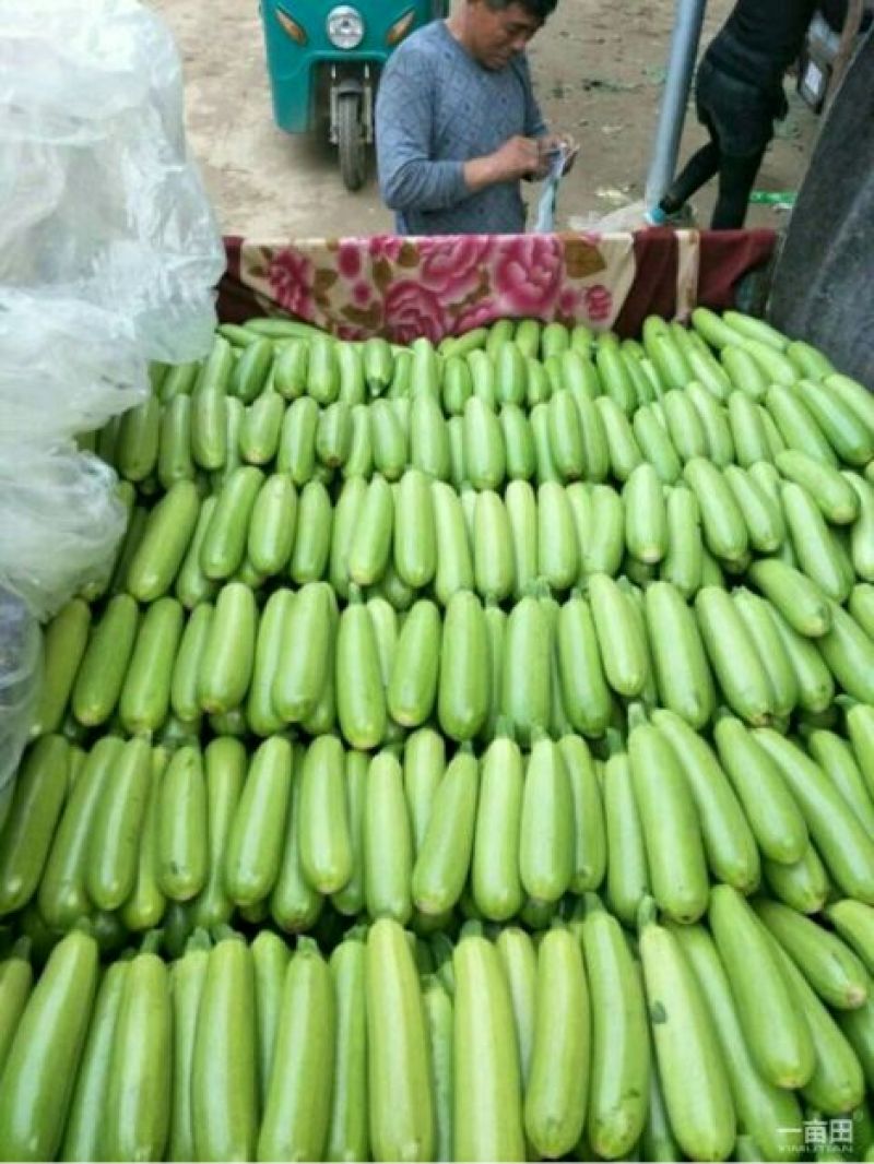 精品西葫芦大量上市中西葫瓜山东聊城油绿西葫芦