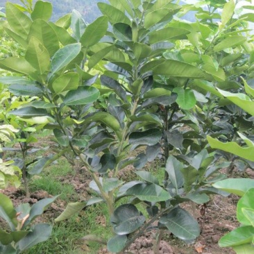 三红蜜柚苗