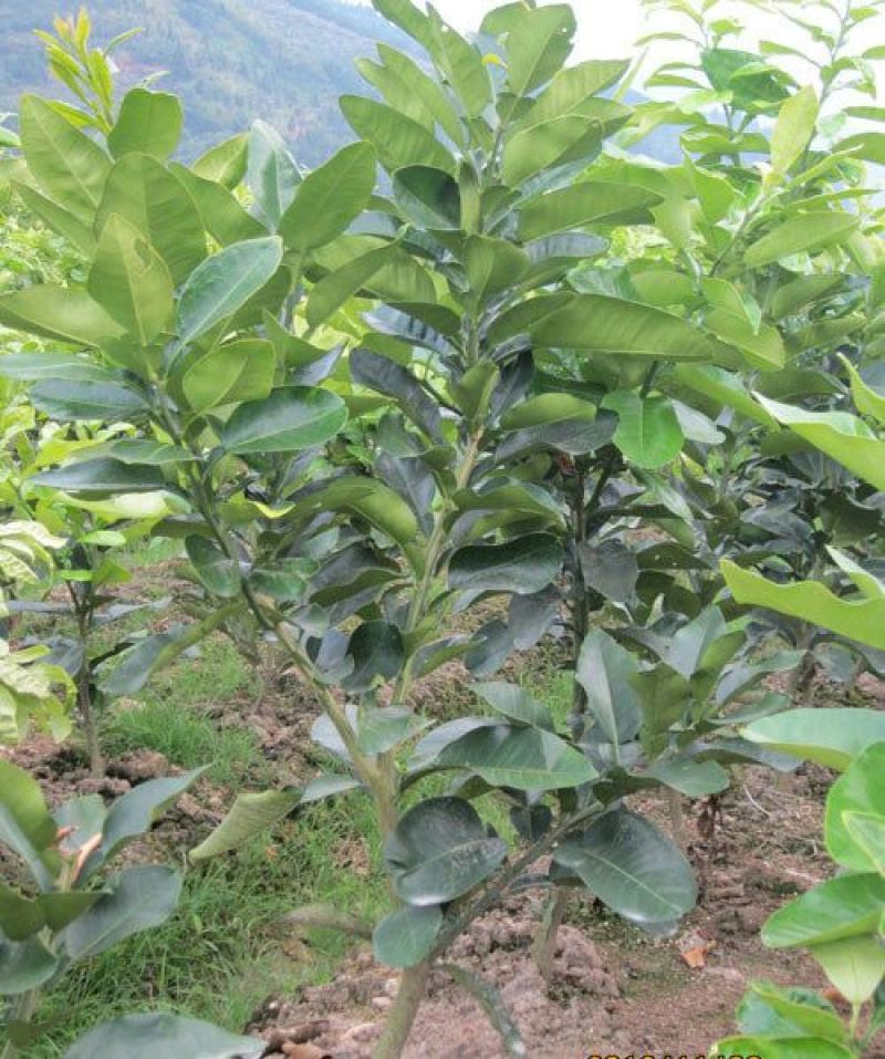 三红蜜柚苗