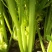 西芹50cm以上，芹菜！基地芹菜！袋装芹菜！捆把芹菜！