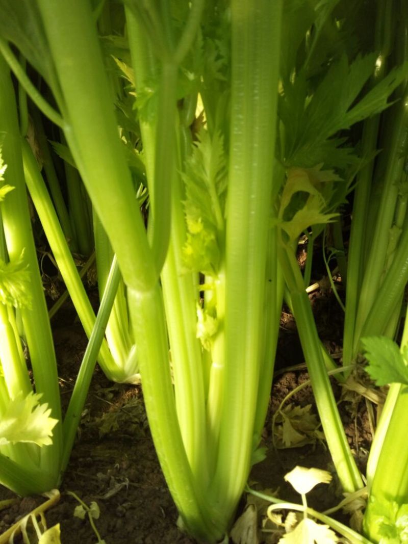 西芹50cm以上，芹菜！基地芹菜！袋装芹菜！捆把芹菜！