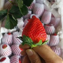 露天草莓20~30克确保产地直发一手货源支持一件