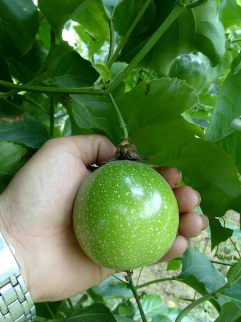 满天星百香果苗10~20cm