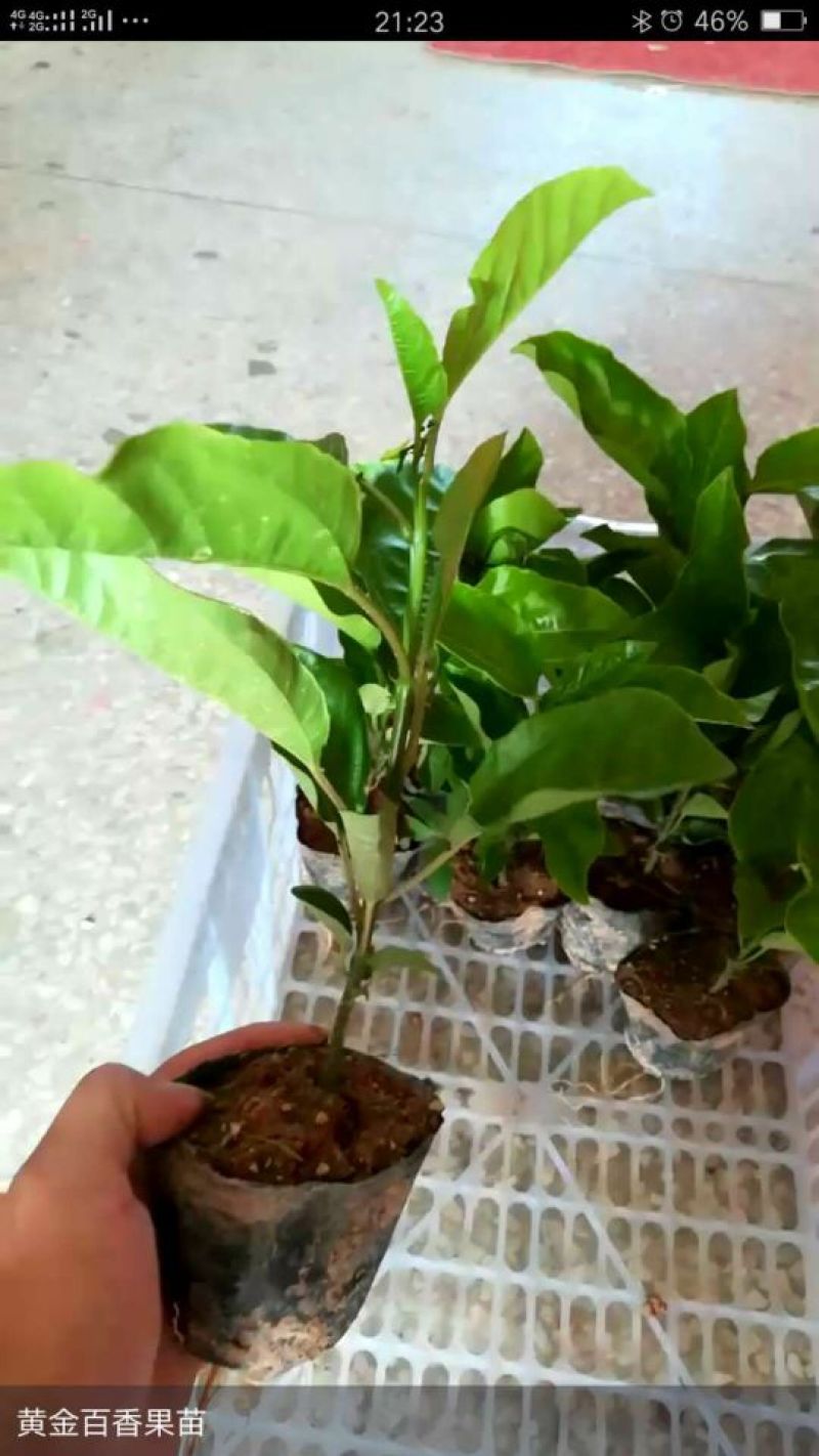 满天星百香果苗10~20cm