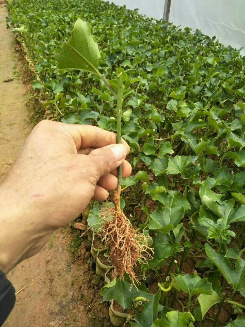 满天星百香果苗10~20cm