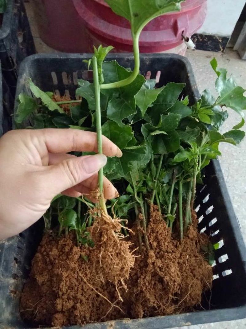 满天星百香果苗10~20cm