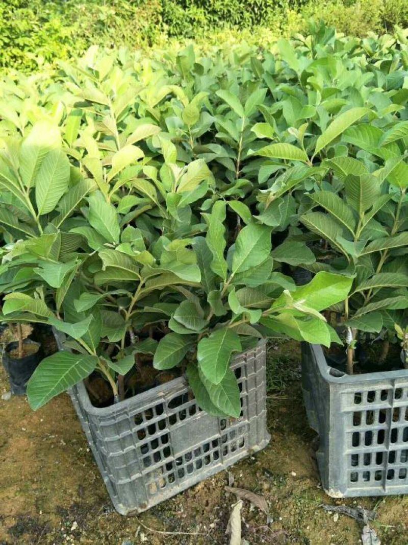 西瓜番石榴苗30~50cm