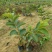 西瓜番石榴苗30~50cm