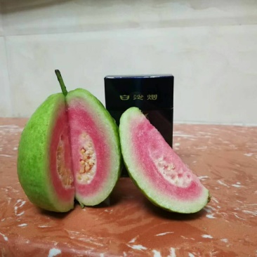 西瓜番石榴苗30~50cm