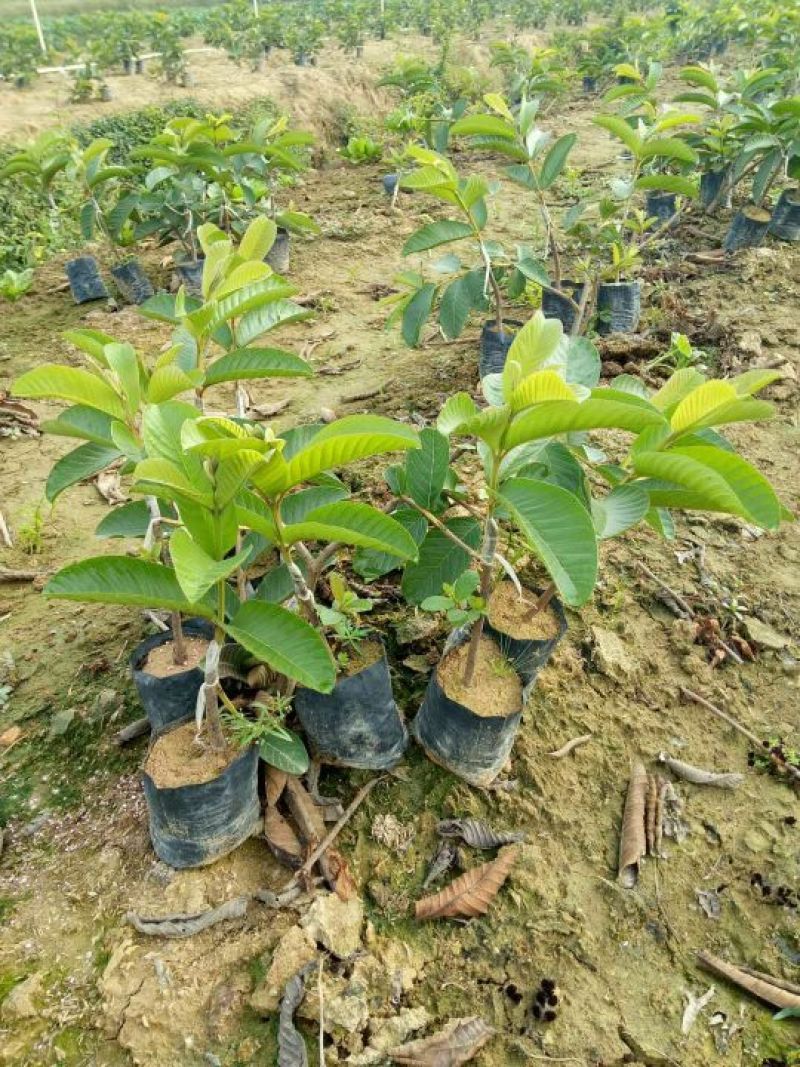 西瓜番石榴苗30~50cm
