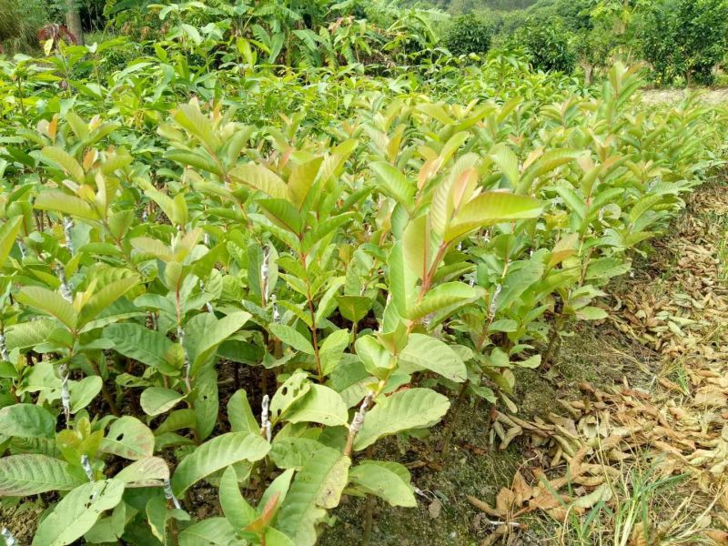 西瓜番石榴苗30~50cm