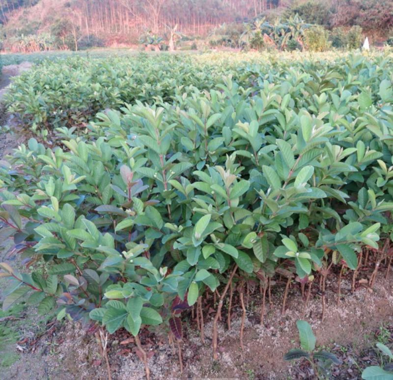 西瓜番石榴苗30~50cm