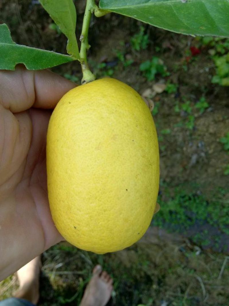 柠檬苗30~50cm
