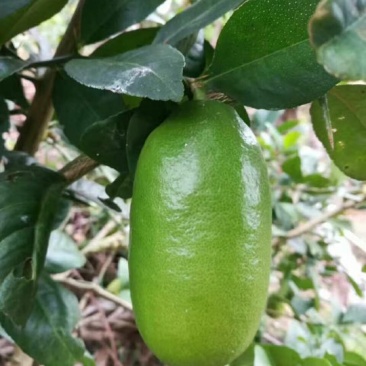 柠檬苗30~50cm
