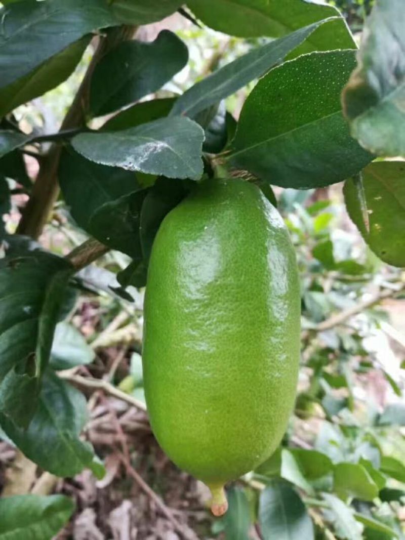 柠檬苗30~50cm