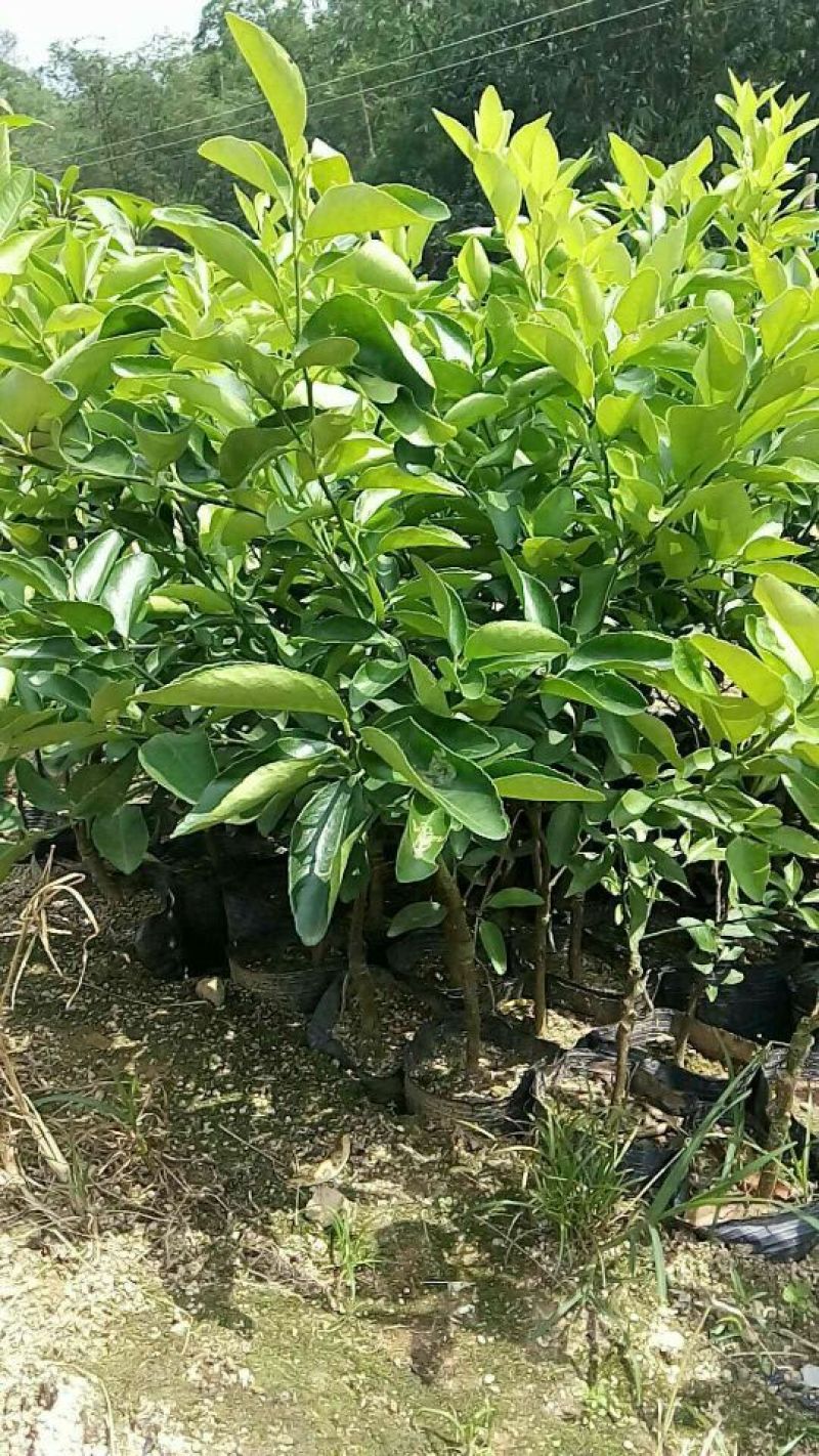 柠檬苗30~50cm