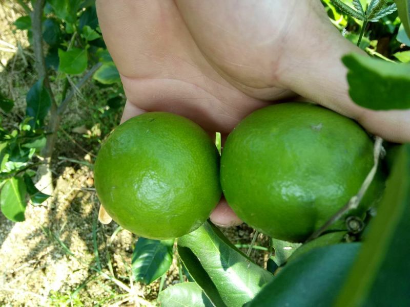 柠檬苗30~50cm
