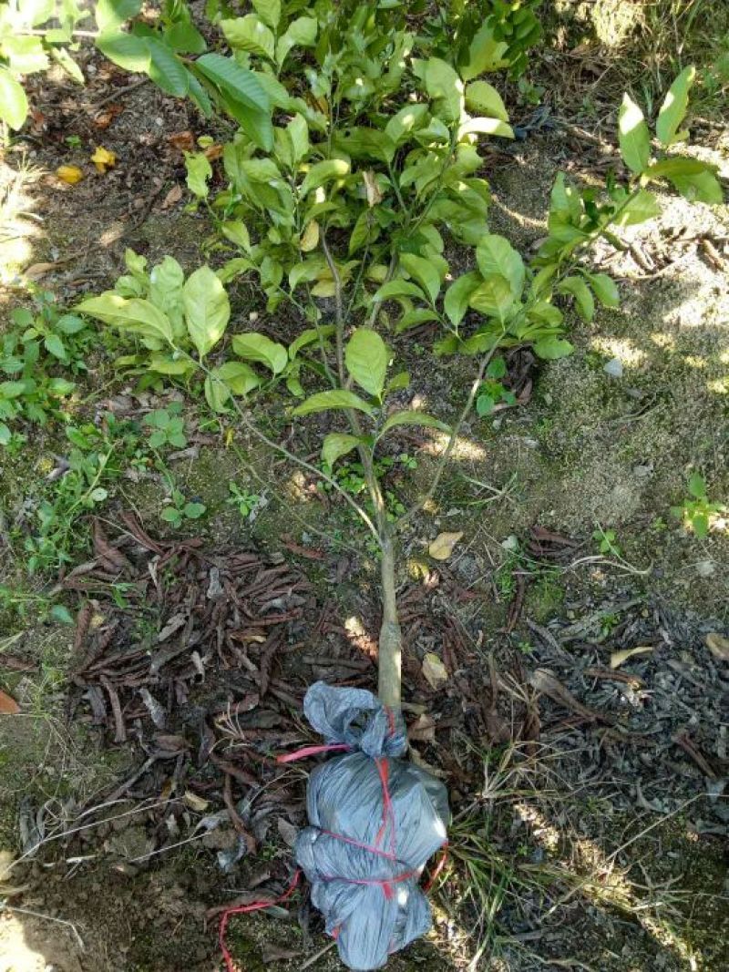 柠檬苗30~50cm