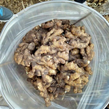 小黄姜4两以上泥姜基地，新鲜生姜大量有货
