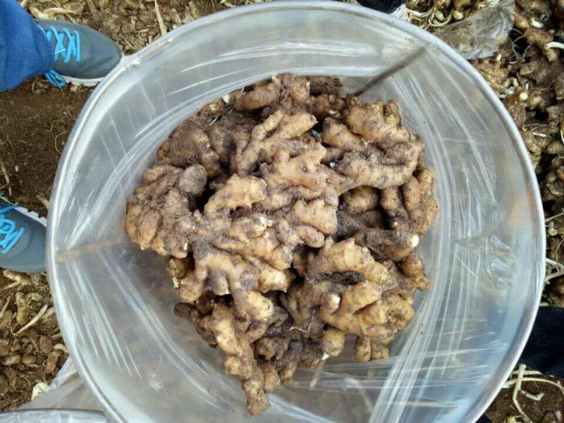 小黄姜4两以上泥姜基地，新鲜生姜大量有货
