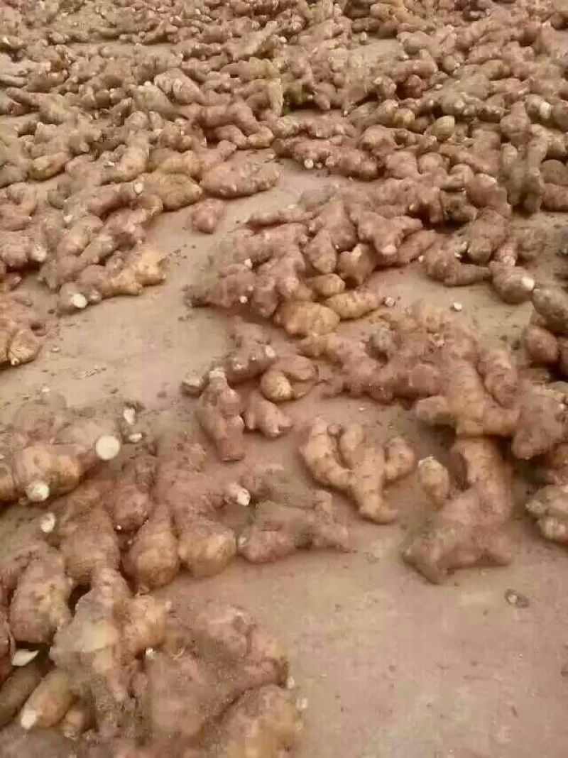 小黄姜4两以上泥姜基地，新鲜生姜大量有货