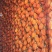柿饼1~2两